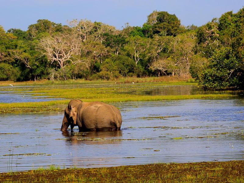 Tembo Cottage Vườn quốc gia Wilpattu Ngoại thất bức ảnh